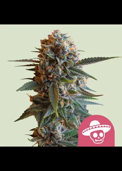 Mexican Rush by Royal Queen Seeds, Photoperiod cannabis strain