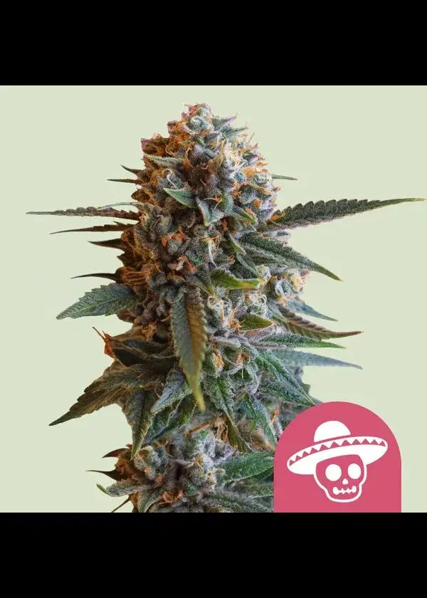 Mexican Rush by Royal Queen Seeds, Photoperiod cannabis strain