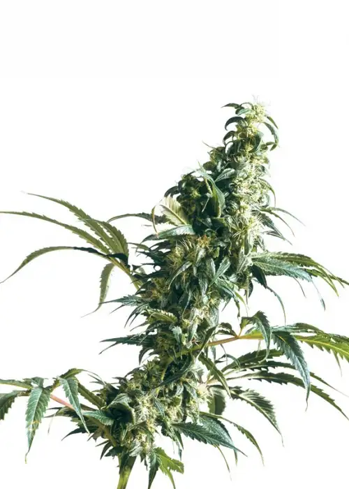 Mexican Sativa by Kannabia Seed Company, Photoperiod cannabis strain