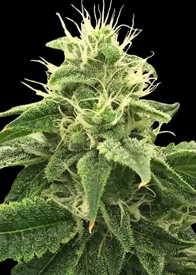 Mi-Lano by Rare Dankness, Photoperiod cannabis strain