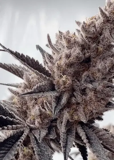 Miami Mami by Solfire Gardens, Photoperiod cannabis strain