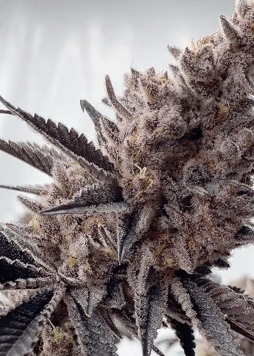 Miami Mami by Solfire Gardens, Photoperiod cannabis strain