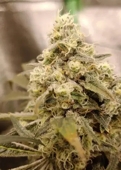 Michelangelo by Irie Genetics, Photoperiod cannabis strain