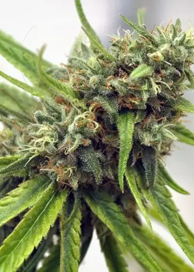 Michoacan Cream by Cannabiogen Seeds, Photoperiod cannabis strain