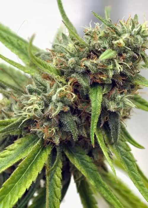 Michoacan Cream by Cannabiogen Seeds, Photoperiod cannabis strain