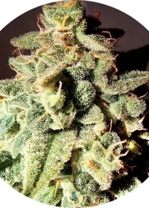 Micron Auto Tao by Top Tao Seeds, Autoflower cannabis strain