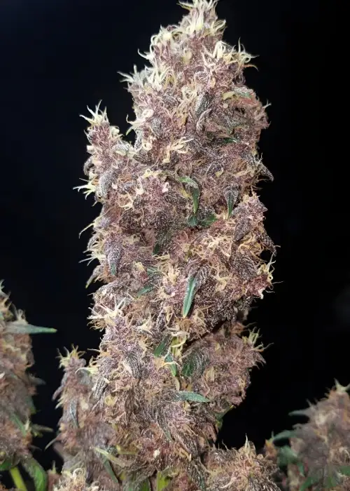 Midnight Auto by G.O.A.T Genetics, Autoflower cannabis strain