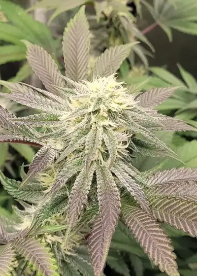 Midnight Cherries by G.O.A.T Genetics, Photoperiod cannabis strain