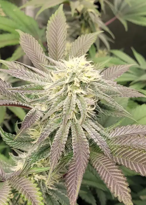 Midnight Cherries by G.O.A.T Genetics, Photoperiod cannabis strain