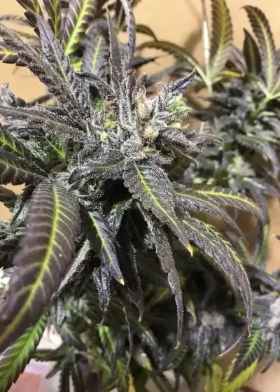Midnight Express F3 by SoFem Genetics, Autoflower cannabis strain
