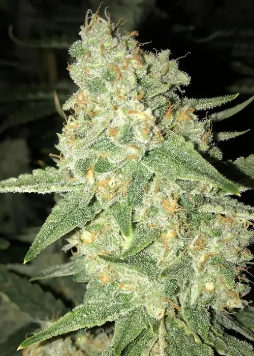 Midnight Fire by Norstar Genetics, Photoperiod cannabis strain
