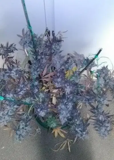 Midnight Glue by SoFem Genetics, Photoperiod cannabis strain