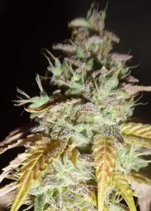 Midnight Haze by Feminised Seeds Company, Photoperiod cannabis strain