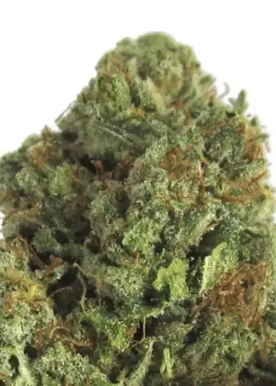 Midnight Mass by Heavyweight Seeds, Photoperiod cannabis strain