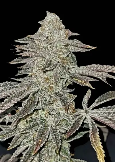 Midnight Runtz by G.O.A.T Genetics, Photoperiod cannabis strain