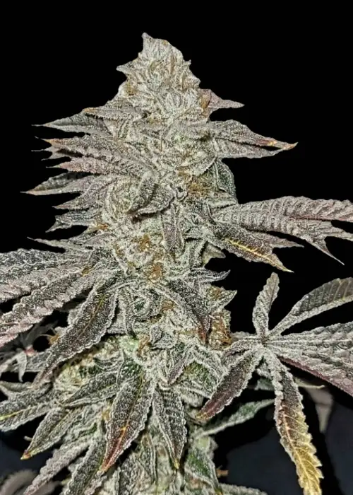 Midnight Runtz by G.O.A.T Genetics, Photoperiod cannabis strain