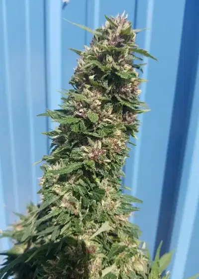 Midnight Wedding Autoflower by G.O.A.T Genetics, Autoflower cannabis strain
