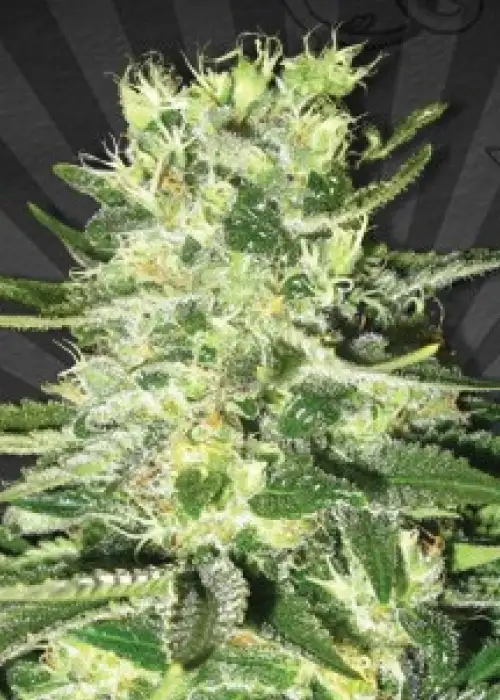 MiG-29 Automatic by Auto Seeds, Autoflower cannabis strain