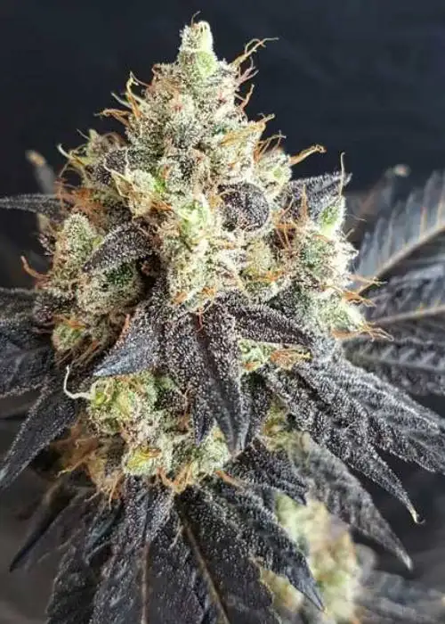 Mighty Grape by Freedom of Seeds, Photoperiod cannabis strain