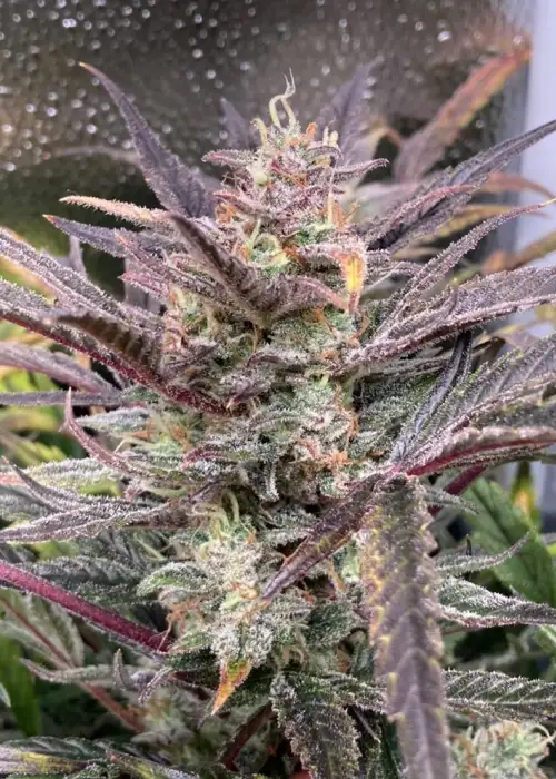 Milk & Qookies by Night Owl Seeds, Autoflower cannabis strain