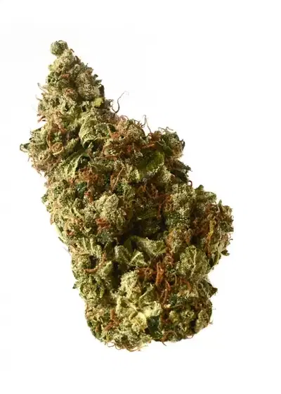 Milkshake Kush Autoflower by Amsterdam Genetics, Autoflower cannabis strain