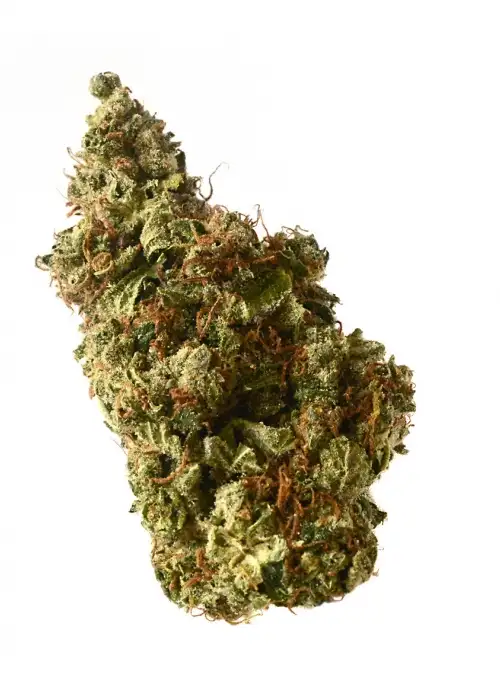 Milkshake Kush Autoflower by Amsterdam Genetics, Autoflower cannabis strain