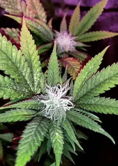 Milkyway by Kiwi Seeds, Photoperiod cannabis strain