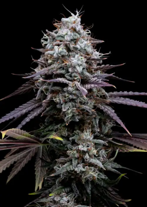 Mimo T by The High Chameleon, Photoperiod cannabis strain