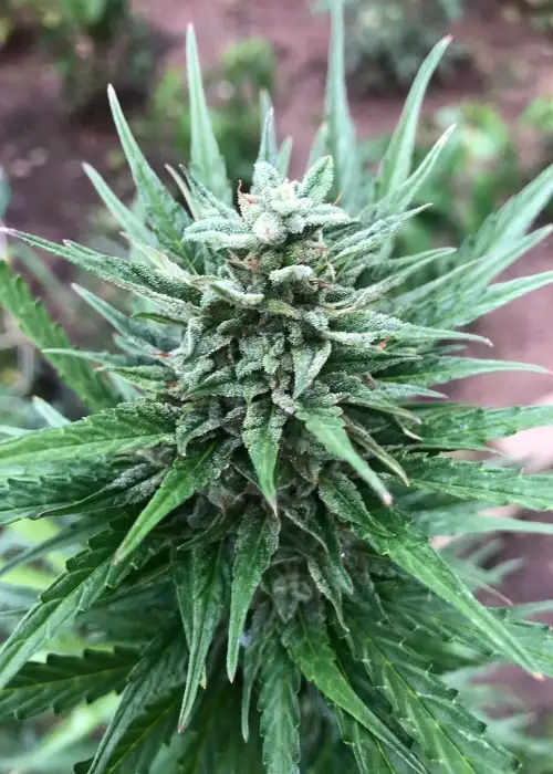 Mimosa Auto by Tastebudz Genetics, Autoflower cannabis strain