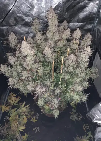 Mimosa Cake Auto by Fast Buds, Autoflower cannabis strain