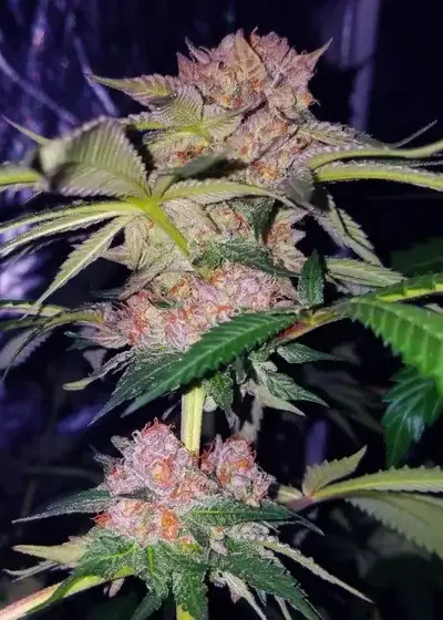 Mimosa Champagne by Female Seeds, Photoperiod cannabis strain