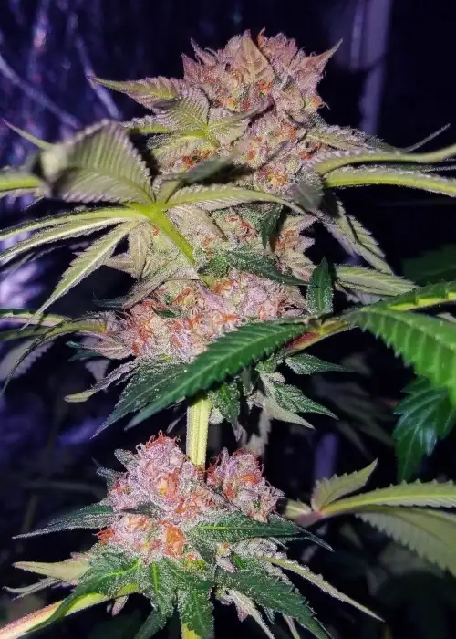 Mimosa Champagne by Female Seeds, Photoperiod cannabis strain