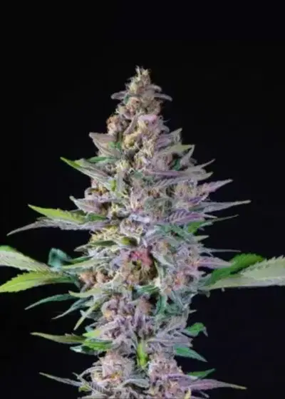 Mimosa Cherry Kush by Dutchfem, Photoperiod cannabis strain