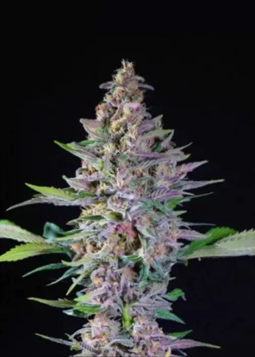 Mimosa Cherry Kush by Dutchfem, Photoperiod cannabis strain