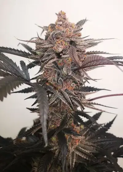 Mimosa Cocktail GB by GB Strains, Photoperiod cannabis strain