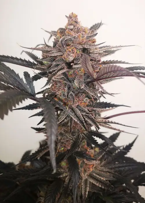 Mimosa Cocktail GB by GB Strains, Photoperiod cannabis strain