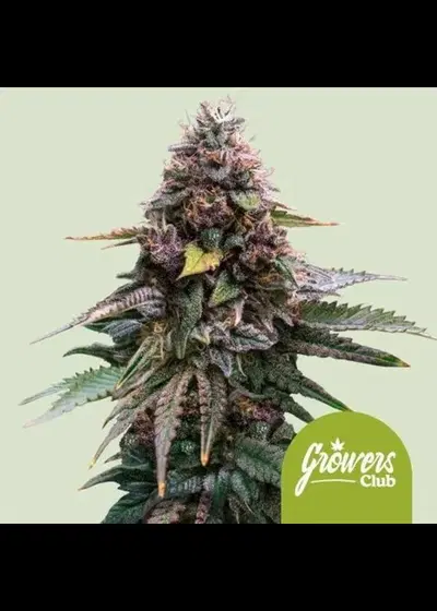 Mimosa Cookies Auto by Royal Queen Seeds, Autoflower cannabis strain
