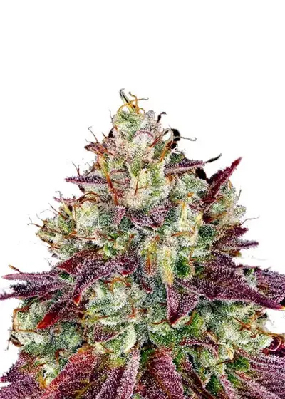 Mimosa Evo Autoflower by Seeds Genetics Co., Autoflower cannabis strain