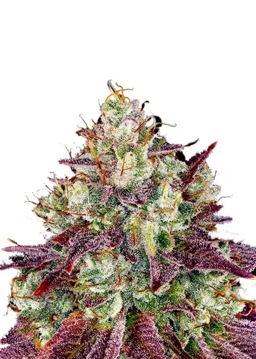 Mimosa Evo Autoflower by Seeds Genetics Co., Autoflower cannabis strain