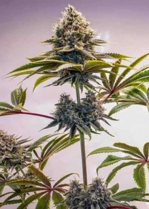Mimosa Evo by Barney's Farm, Photoperiod cannabis strain
