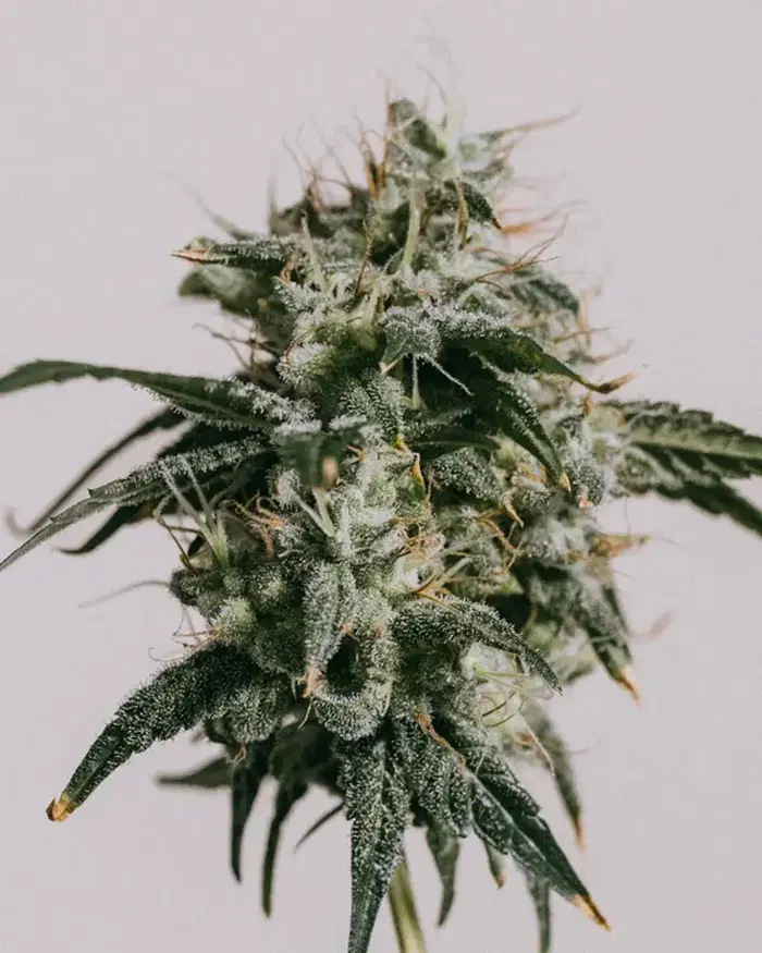 Mimosa by ILGM, Photoperiod cannabis strain