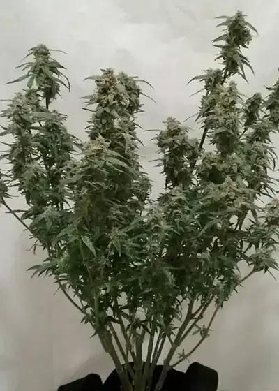 Mimosa Lemon Auto by Expert Seeds, Autoflower cannabis strain