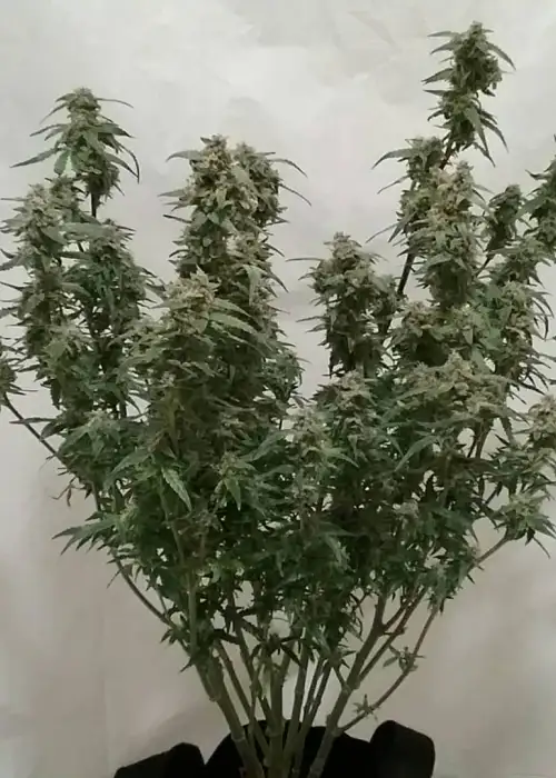 Mimosa Lemon Auto by Expert Seeds, Autoflower cannabis strain