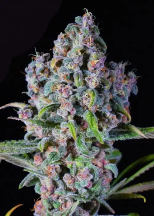 Mimosa Purple Kush Autoflower by Dutchfem, Autoflower cannabis strain