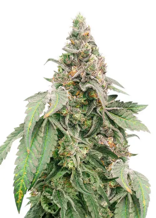 Mimosa Shot by Herbies Seeds, Photoperiod cannabis strain