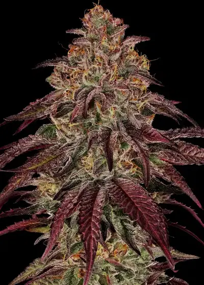 Mimosa x Orange Punch Auto by Barney's Farm, Autoflower cannabis strain