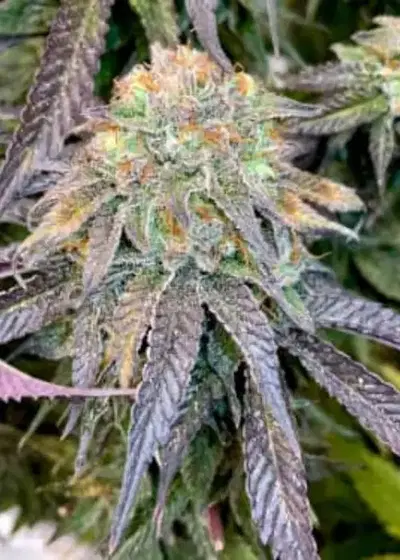 Mimosa x Orange Punch by Barney's Farm, Photoperiod cannabis strain