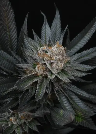 Mimozz by Perfect Tree, Photoperiod cannabis strain