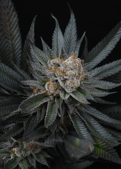 Mimozz by Perfect Tree, Photoperiod cannabis strain