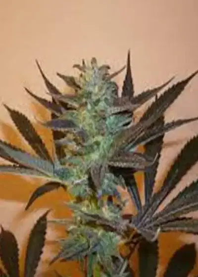 Mind Bender by KC Brains, Photoperiod cannabis strain
